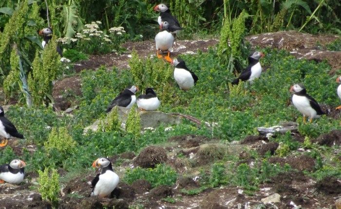 A Private Tour of Newfoundland: The Only Way to&nbsp;Go!