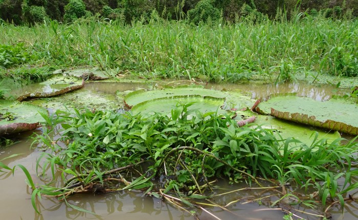 Taking That Bucket List Cruise: The Amazon&nbsp;River